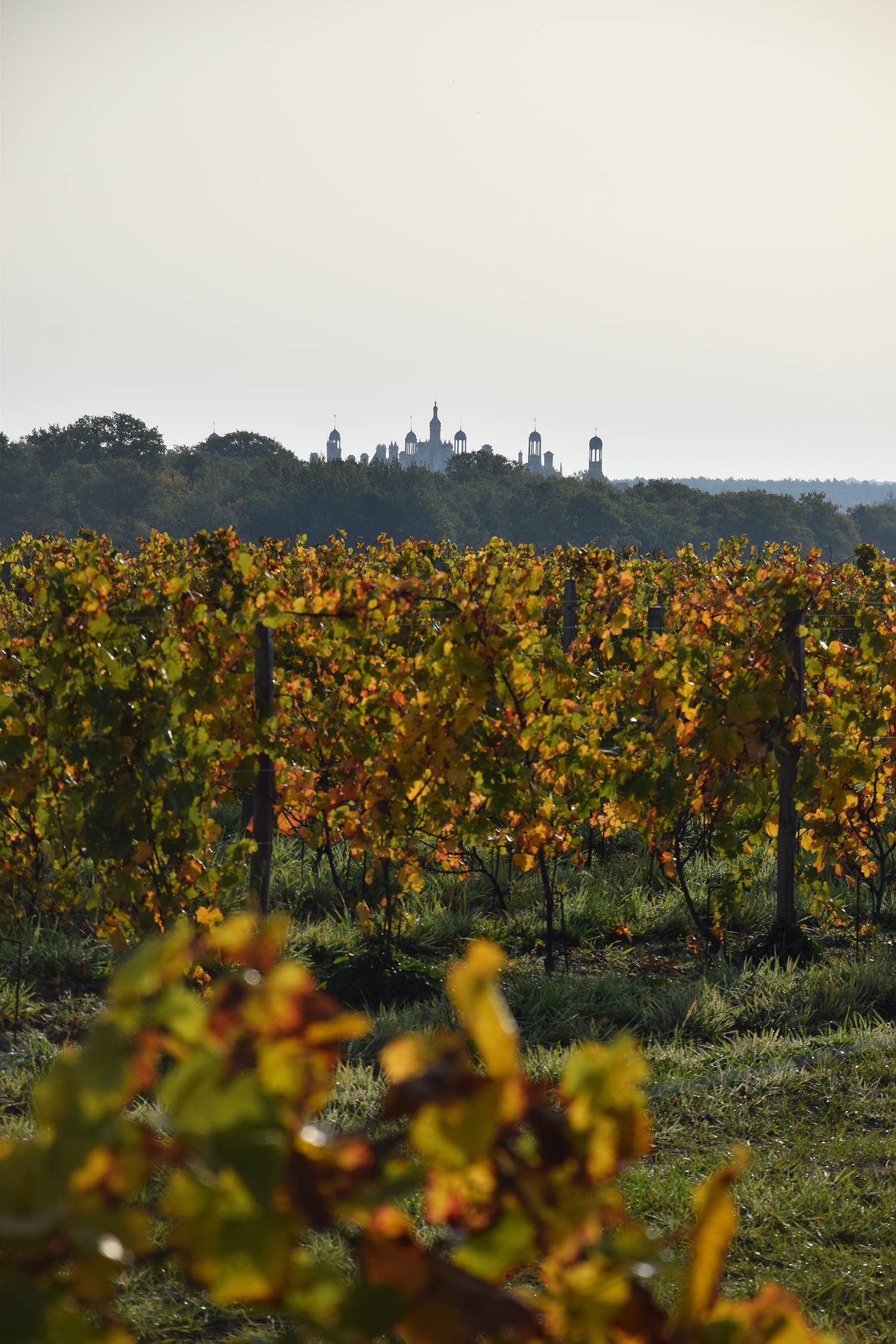 Vignes de Chambord