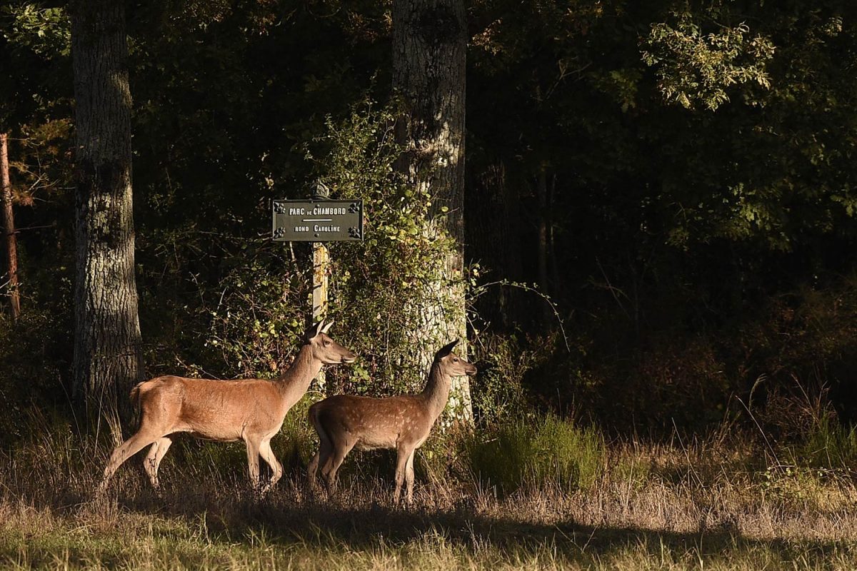 Activities ‒ Our Agenda, Relais de Chambord