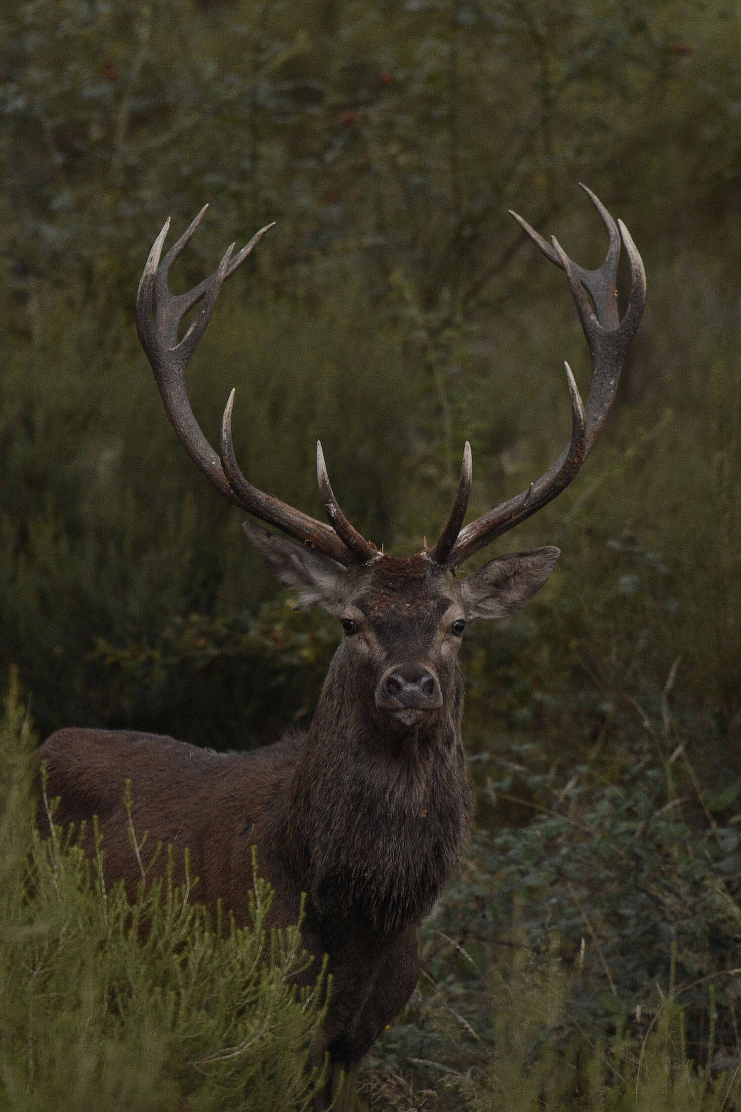 Offre Brame du Cerf - Domaine national de Chambord